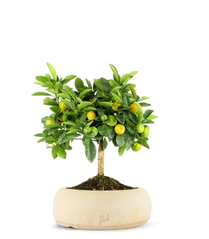Limone Calamondino