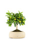Limone Calamondino