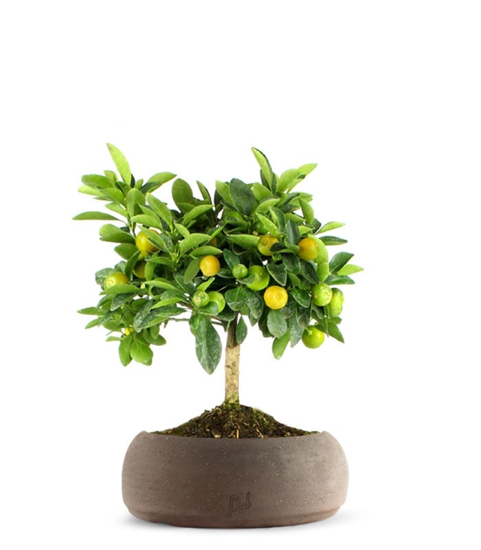 Limone Calamondino