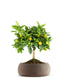 Limone Calamondino