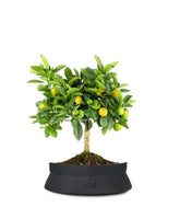 Limone Calamondino