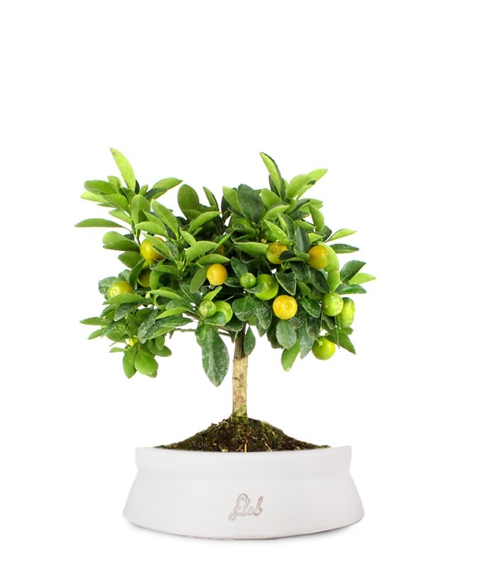Limone Calamondino
