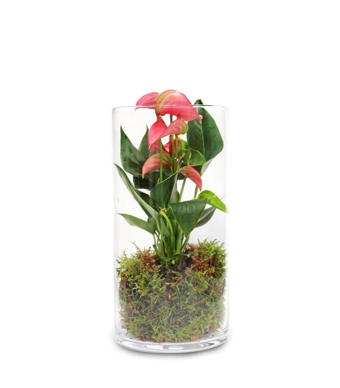 Anthurium rosso in terrarium