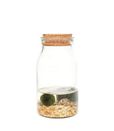 Marimo barattolo in vetro