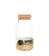 Marimo barattolo in vetro