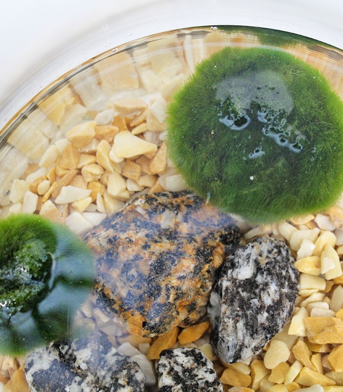 Marimo barattolo in vetro