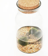 Marimo barattolo in vetro