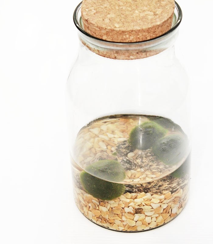 Marimo barattolo in vetro