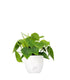 Filodendro Scandens