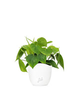 Filodendro Scandens