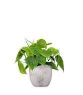 Filodendro Scandens