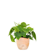 Filodendro Scandens