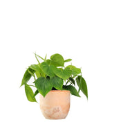 Filodendro Scandens