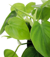Filodendro Scandens
