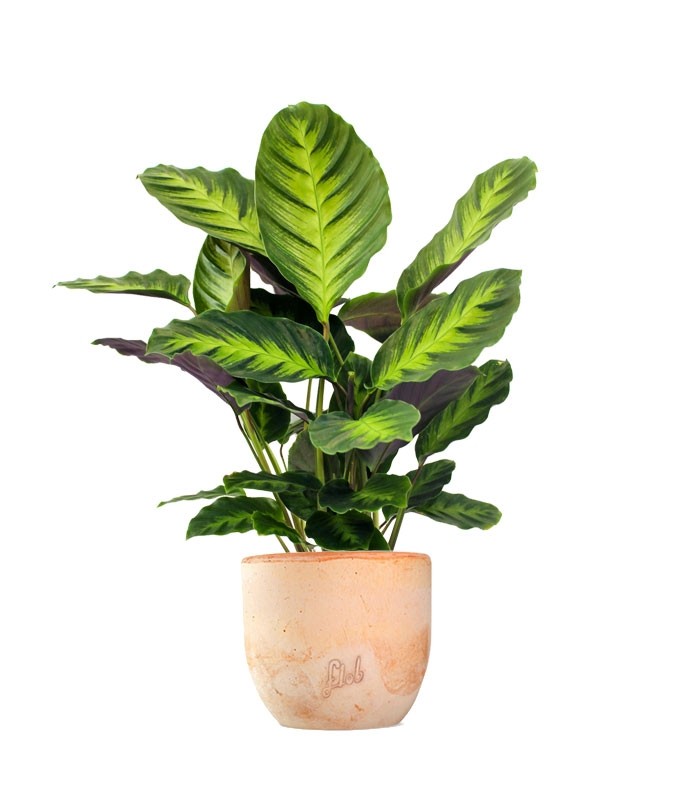 Calathea Green Shades