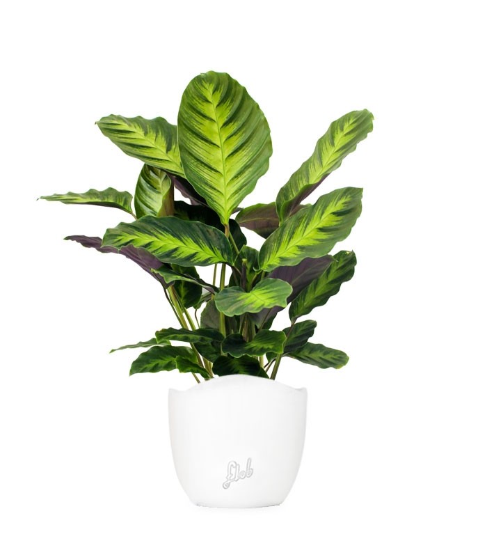 Calathea Green Shades