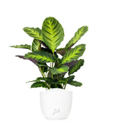 Calathea Green Shades