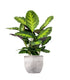 Calathea Green Shades