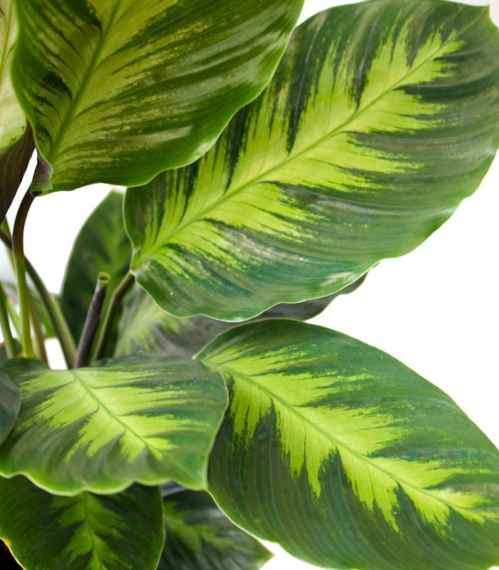 Calathea Green Shades