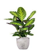 Calathea Green Shades