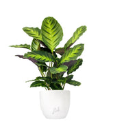 Calathea Green Shades