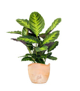 Calathea Green Shades