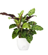 Calathea Albertii