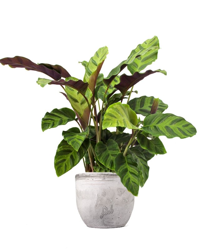 Calathea Albertii