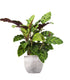 Calathea Albertii