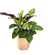Calathea Albertii