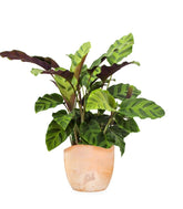 Calathea Albertii