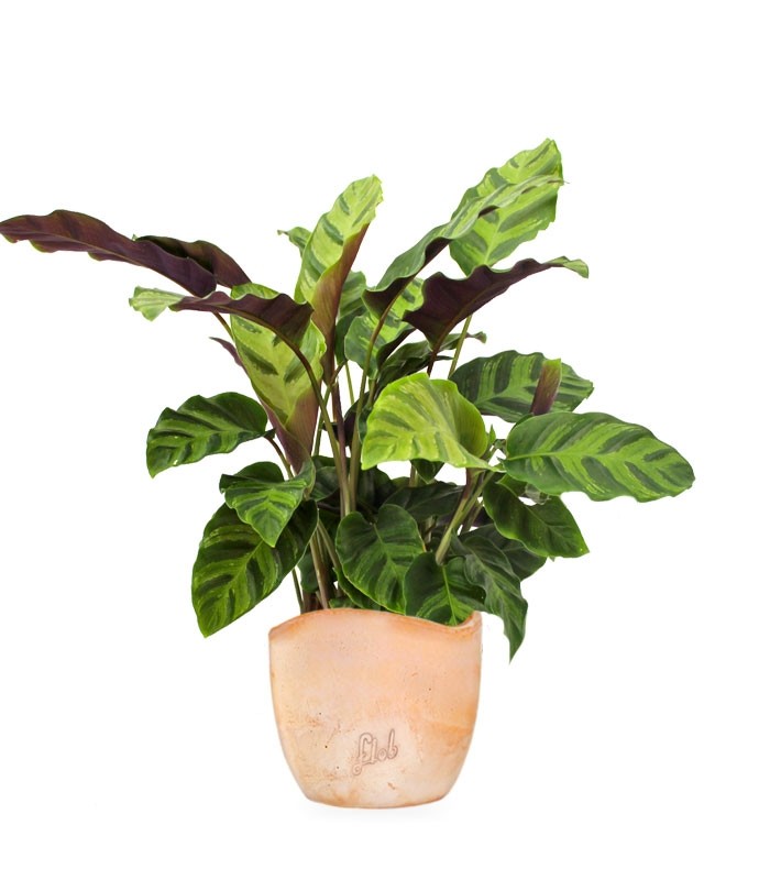 Calathea Albertii