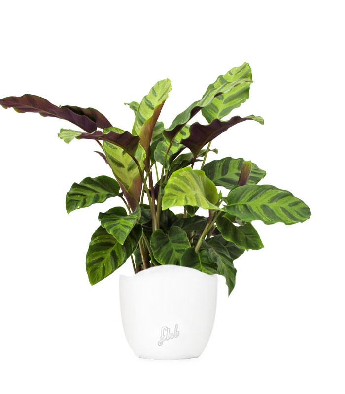 Calathea Albertii