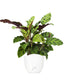 Calathea Albertii