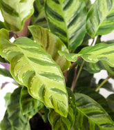 Calathea Albertii