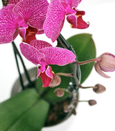 Orchidea Arco | Fiore fucsia