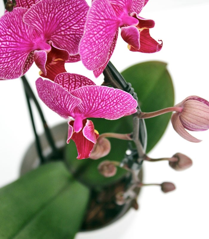 Orchidea Arco | Fiore fucsia
