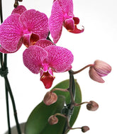 Orchidea Arco | Fiore fucsia