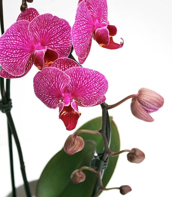 Orchidea Arco | Fiore fucsia