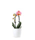 Orchidea Arco | Fiore rosa