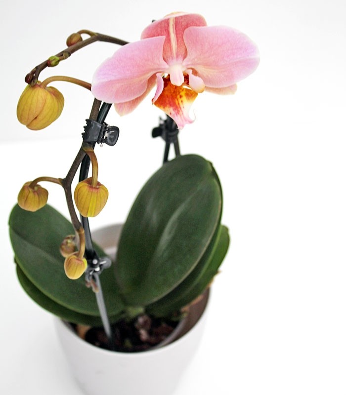 Orchidea Arco | Fiore rosa