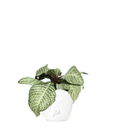 Aphelandra | Afelandra White Wash