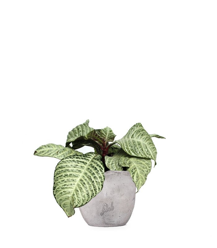 Aphelandra | Afelandra White Wash