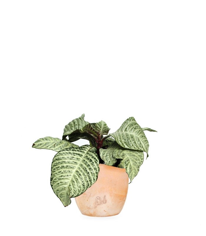 Aphelandra | Afelandra White Wash