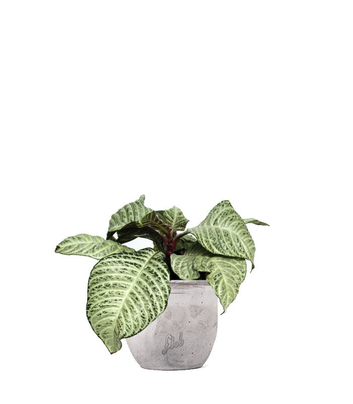 Aphelandra | Afelandra White Wash