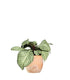 Aphelandra | Afelandra White Wash