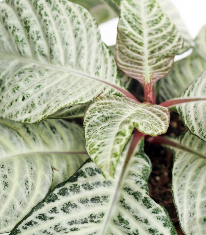 Aphelandra | Afelandra White Wash