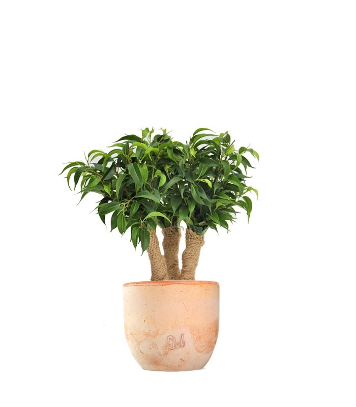 Ficus benjamin -  forest