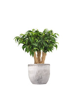 Ficus benjamin -  forest