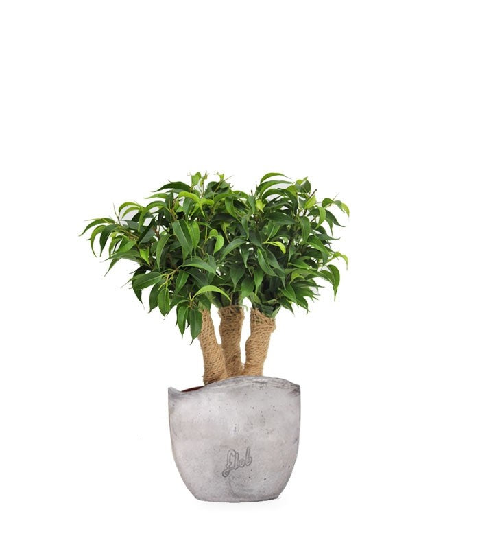 Ficus benjamin -  forest
